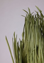 Super Bowl Grass Adult Costume Alt 4