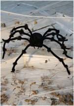 Poseable Black 50 inch Spider Alt 1new
