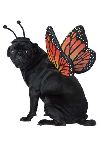 Pet Butterfly Costume main update