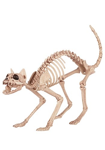 Skeleton Cat