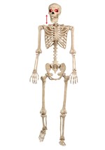 Mr. Crazy Bonez Animated Skeleton Alt 5