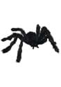 Small Hairy Black Spider