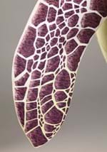 Plus Size Sea Turtle Costume Alt 4