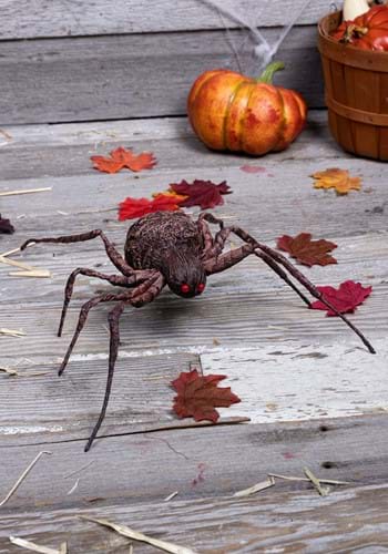 Spider grotesque