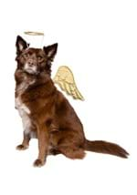 Gold Angel Pet Costume