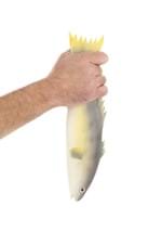 Trout Rubber Fish Prop Accessory Alt 1