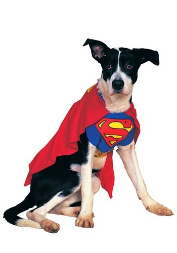 Superman Dog Costume Update 1